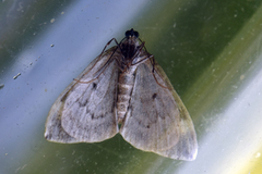 Common Marbled Carpet (Dysstroma truncata)