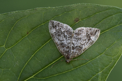 Common Marbled Carpet (Dysstroma truncata)