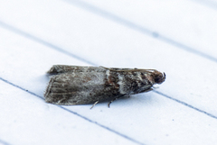 Rognesmalmott (Acrobasis advenella)