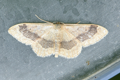 Vinkelengmåler (Idaea aversata)