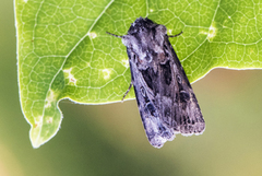 White-line Dart (Euxoa tritici)