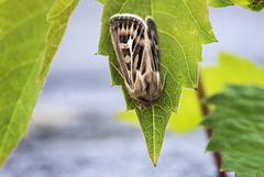 Gressmarkfly (Cerapteryx graminis)