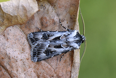 Archer's Dart (Agrotis vestigialis)