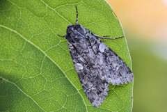 Great Brocade (Eurois occulta)