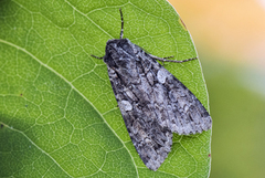 Mørkt skogfly (Eurois occulta)