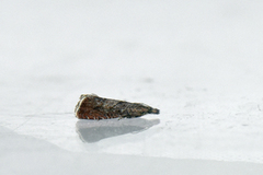 Burotvikler (Dichrorampha simpliciana)