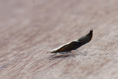 Honeysuckle Moth (Ypsolopha dentella)