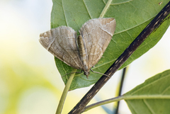 The Chevron (Eulithis testata)