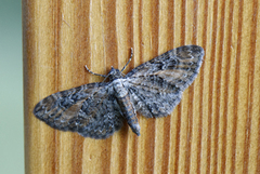 Rustdvergmåler (Eupithecia icterata)