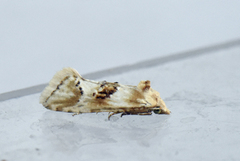 Kentish Conch (Cochylimorpha alternana)