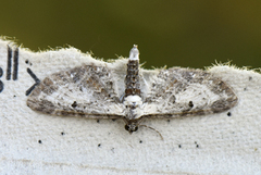 Burotdvergmåler (Eupithecia succenturiata)