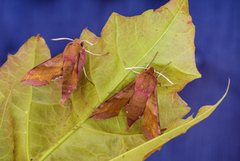Small Elephant Hawk-moth (Deilephila porcellus)