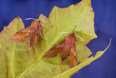 Liten snabelsvermer (Deilephila porcellus)