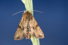 Reddish Light Arches (Apamea sublustris)