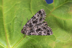 Nettnellikfly (Sideridis reticulata)