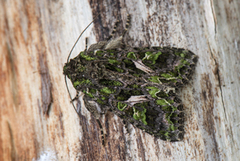 Orache Moth (Trachea atriplicis)