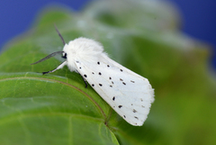 White Ermine (Spilosoma lubricipeda)