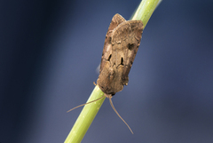 Heart and Dart (Agrotis exclamationis)
