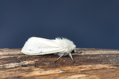 Hvit tigerspinner (Spilosoma urticae)