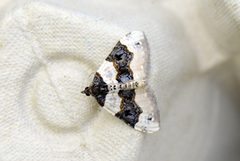 Purple Bar (Cosmorhoe ocellata)