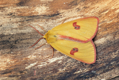 Clouded Buff (Diacrisia sannio)