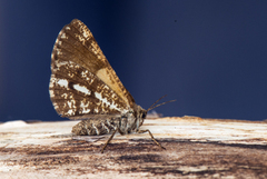 Bordered White (Bupalus piniaria)