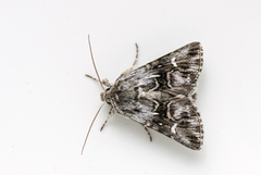 Toadflax Brocade (Calophasia lunula)