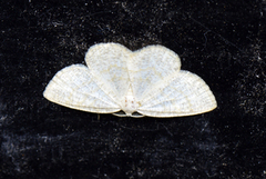 Common Wave (Cabera exanthemata)