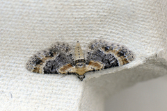 Torskemunndvergmåler (Eupithecia linariata)