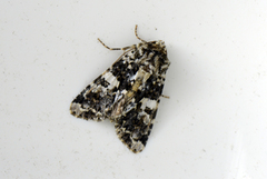 Marbled Coronet (Hadena confusa)