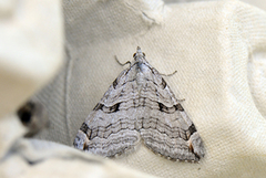 Treble-bar (Aplocera plagiata)