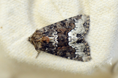 Buelinjet engfly (Oligia strigilis)