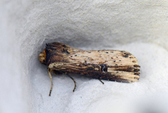 Flame (Axylia putris)