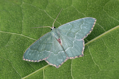 Common Emerald (Hemithea aestivaria)