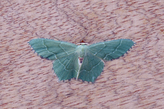 Common Emerald (Hemithea aestivaria)