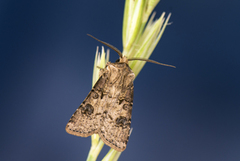 Brunpudret jordfly (Agrotis clavis)