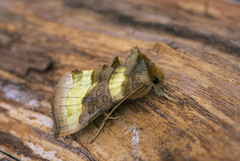 Burnished Brass (Diachrysia chrysitis)