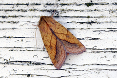 Gullfagerfly (Pyrrhia umbra)