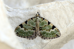 Svartflekket olivenmåler (Colostygia pectinataria)