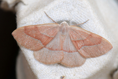 Barred Red (Hylaea fasciaria)