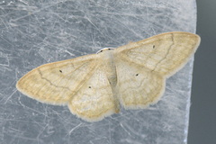 Krattengmåler (Idaea deversaria)