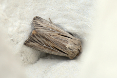 Kommagressfly (Leucania comma)