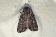 Brunt lundfly (Lacanobia suasa)