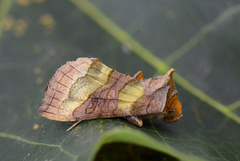 Burnished Brass (Diachrysia chrysitis)