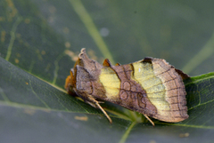 Større båndmetallfly (Diachrysia chrysitis)