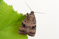 Rødt pyramidefly (Amphipyra pyramidea)