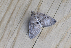 Chestnut-coloured Carpet (Thera cognata)