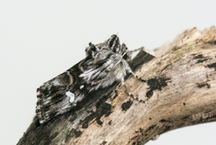 Toadflax Brocade (Calophasia lunula)