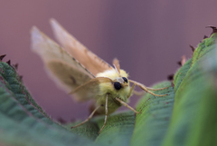 Oreflikmåler (Ennomos alniaria)