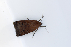 Lesser Yellow Underwing (Noctua comes)